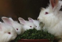 Особенности содержания пуховых кроликов