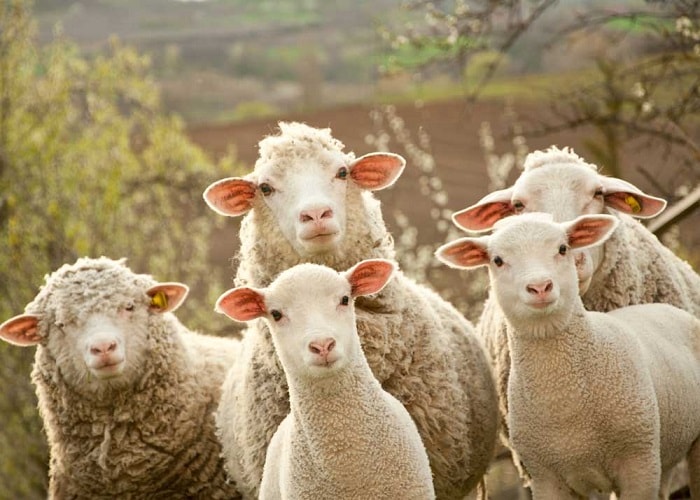 Овцы мясных пород