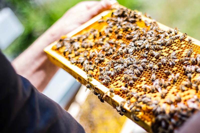 Пчеловодческие кооперативы создадут во всех регионах России