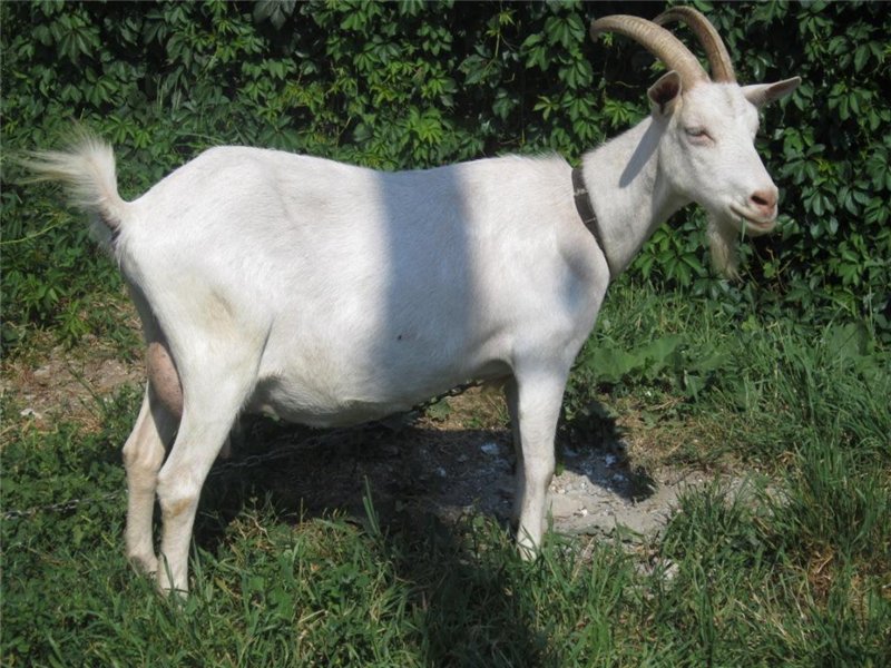 Подбор коз