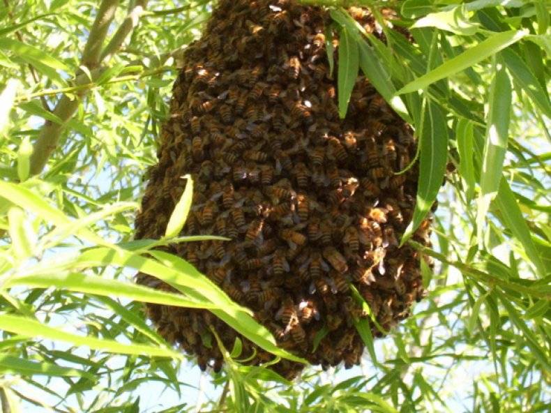 Пчеловодство: основы, советы для начинающих, пчелы и ульи, прибыль