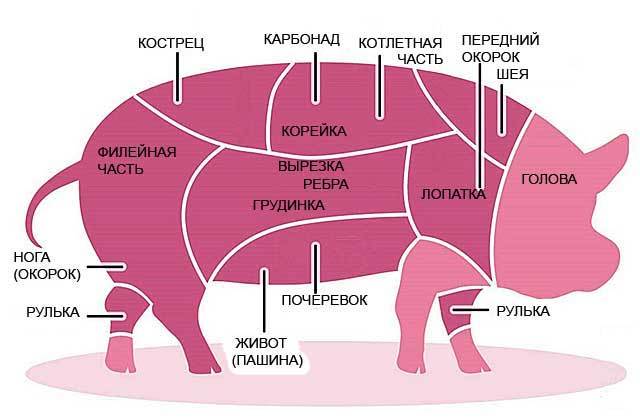 Правила забоя свиньи и переработка свинины
