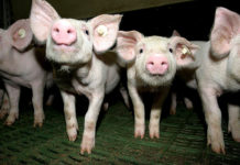 Преимущество трехпородного скрещивания в свиноводстве