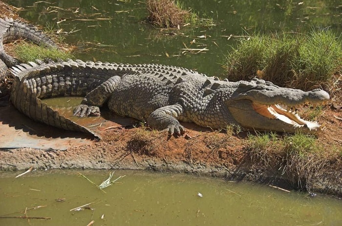 Размножение крокодилов