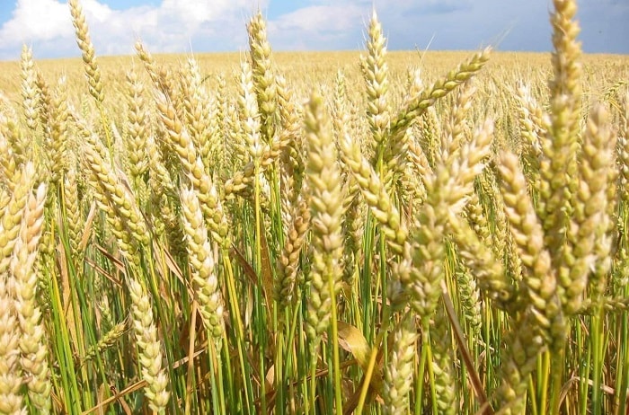 Россия снова станет крупнейшим в мире экспортером пшеницы