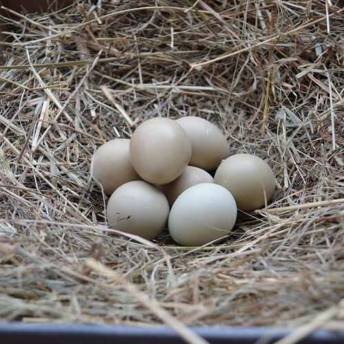 Сбор и хранение яиц фазанов
