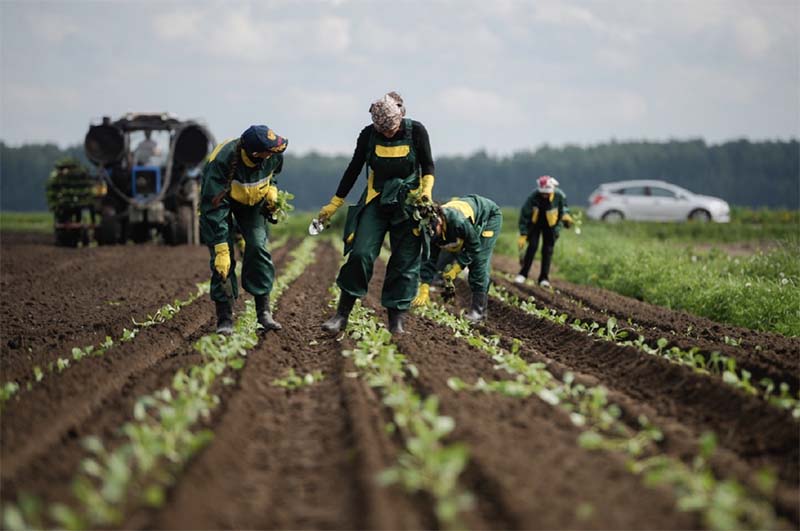 Сельское хозяйство полностью обеспечено трудовыми ресурсами