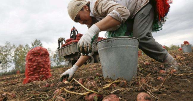 Сельскому хозяйству нужны трудовые мигранты