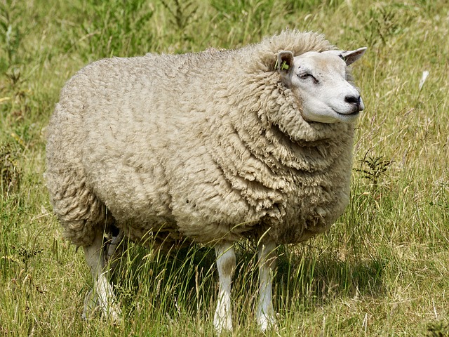 Шерсть овец