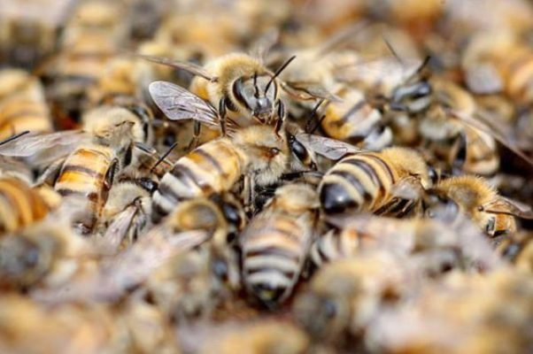Сколько стоит улей с пчелами