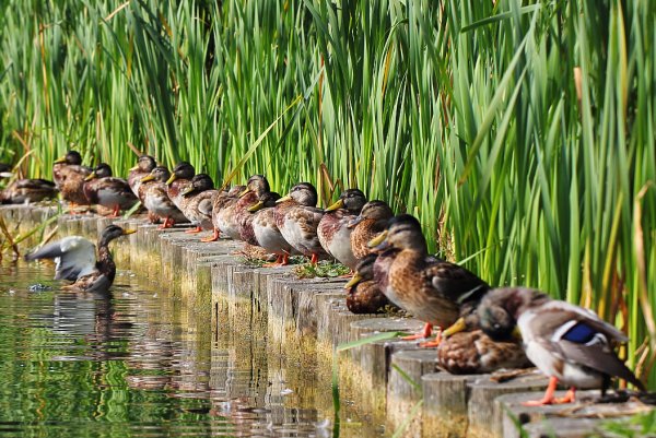 Содержание и кормление водоплавающей птицы