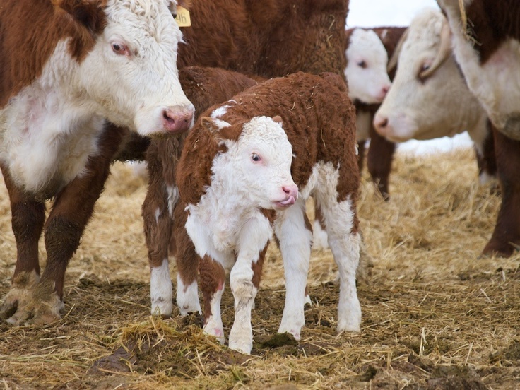 Содержание ремонтного молодняка молочного скота