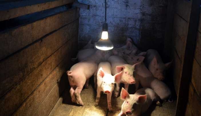 Строительство и оборудование помещений для содержания свиней
