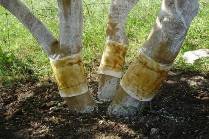 Три конструкции ловчего пояса для плодовых деревьев своими руками