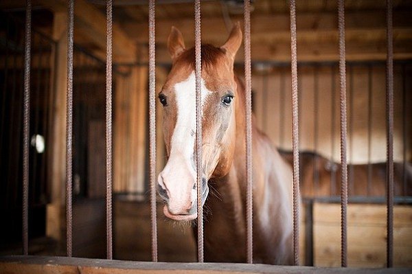 Условия содержания коней в табунах