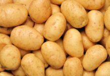 В Приморье высадят десятки тонн элитного картофеля из Германии