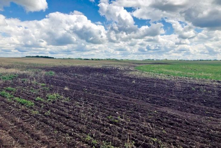 В Рязанской области пыльные бури уничтожили часть посевов свёклы и рапса
