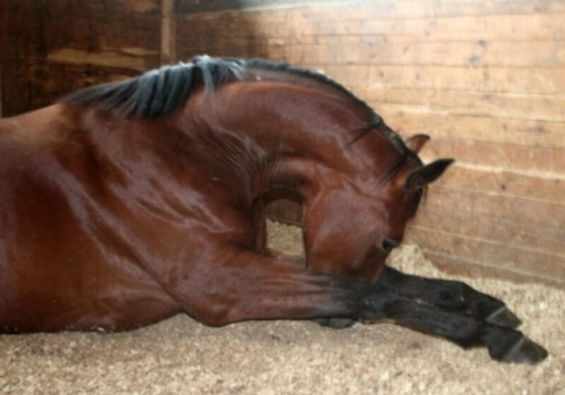 Воспалительные заболевания мышц у лошадей