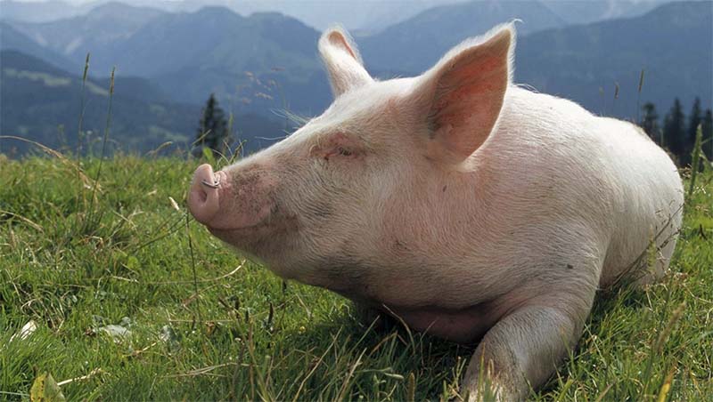 Африканская чума в Нигерии уничтожила почти миллион свиней
