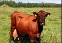 Бурая латвийская порода молочного скота