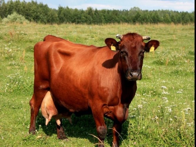 Бурая латвийская порода молочного скота