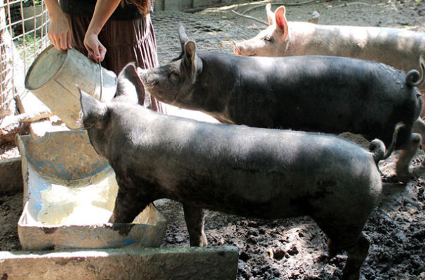 Чем лучше всего кормить свиней