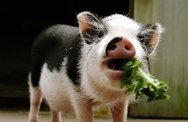 Чем можно кормить свиней