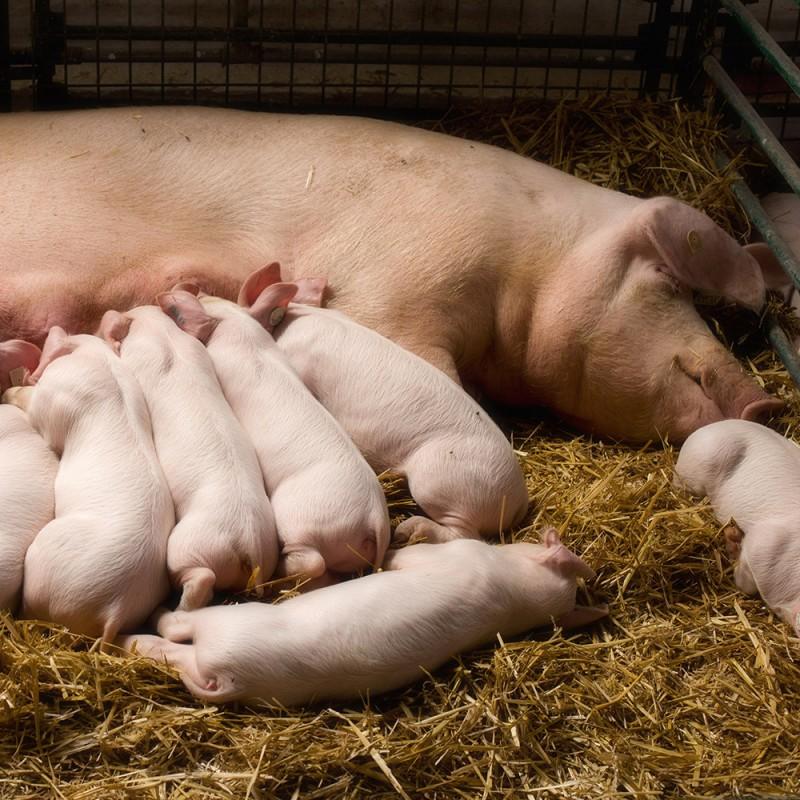 Двухфазная технология выращивания свиней