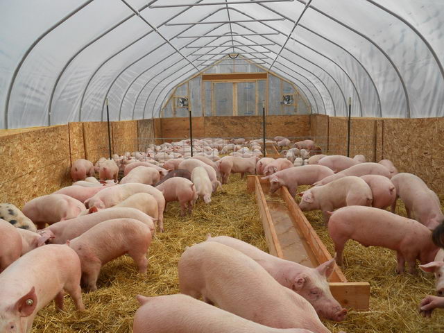 Выгодно ли содержать свиней на продажу: разведение свиней как бизнес
