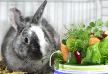 Физиологические основы рационального кормления кроликов