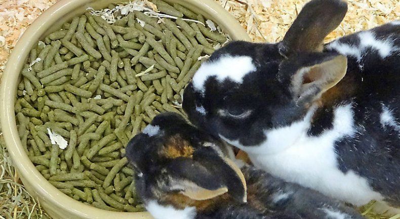 Физиологические основы рационального кормления кроликов