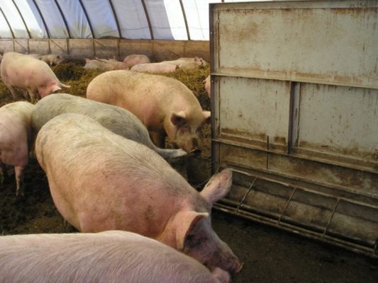 Использование глубокой подстилки с бактериями при содержании свиней