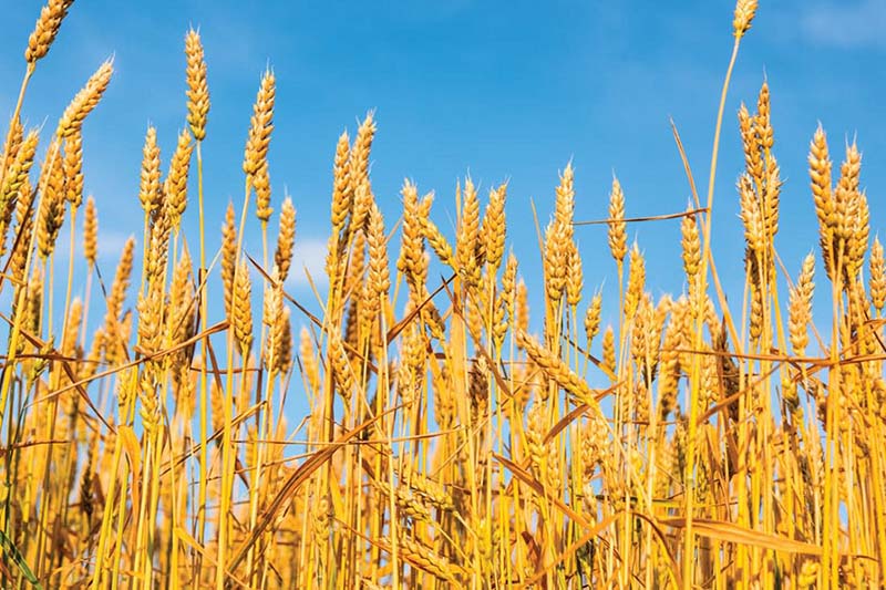 Эксперты пересмотрели прогноз на урожай зерновых после майских дождей