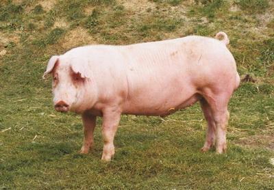 Какие породы свиней разводят в нашем крае
