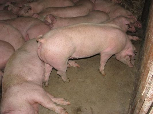 Какие породы свиней разводят в нашем крае