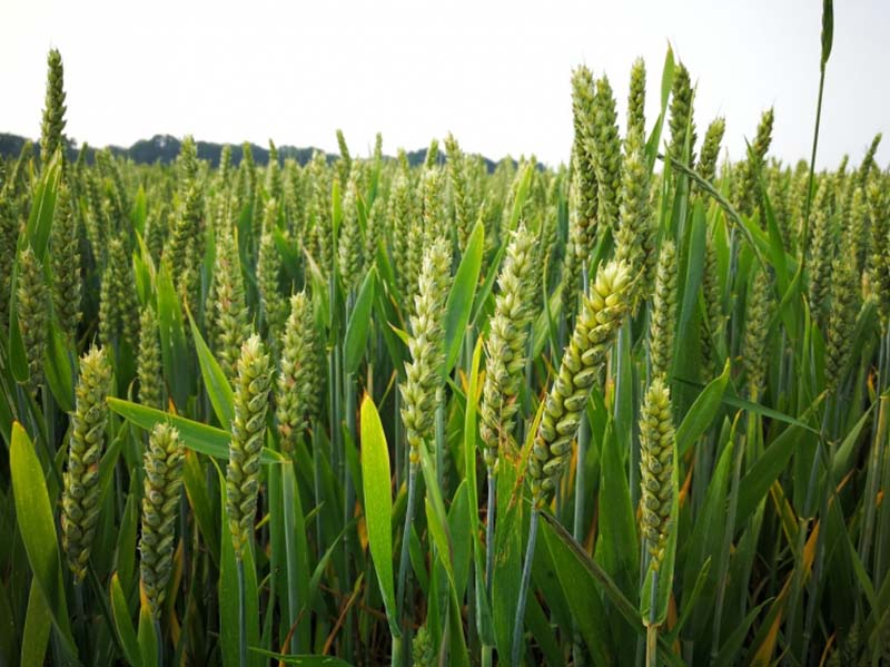 Каждая сортозамена озимой пшеницы дает прибавку урожайности от 1,5 до 2-х тонн на гектар