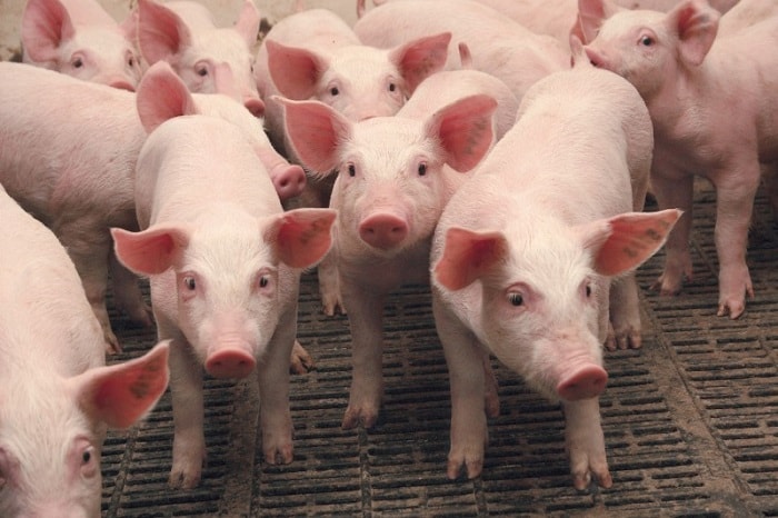 Эффективный откорм свиней в домашних условиях, виды и особенности откормов