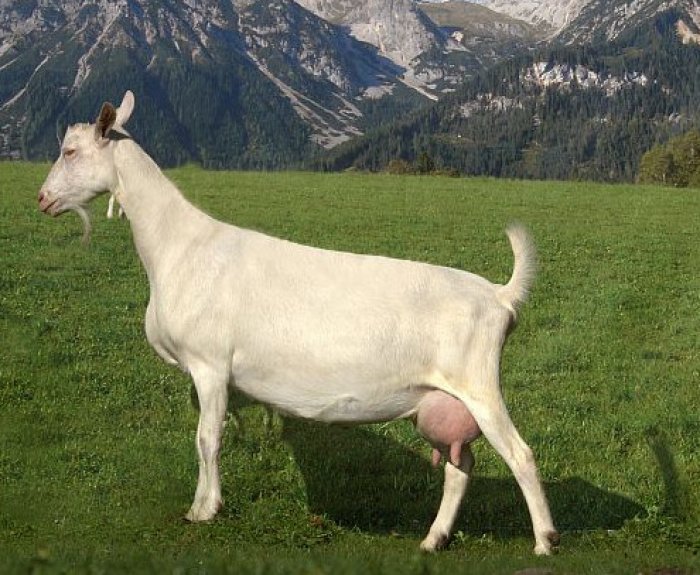 Молочная продуктивность коз