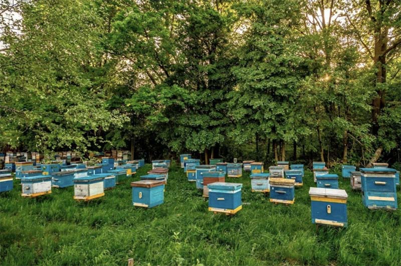 Недобросовестность тульских аграриев привела к гибели пчел