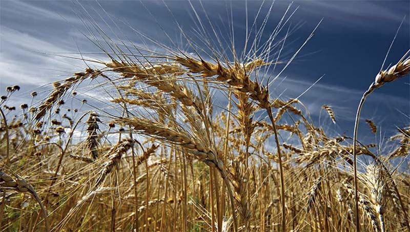 Новый урожай зерна в России продают по высокой цене