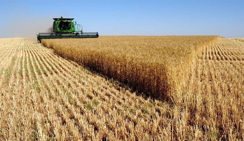 Новый урожай зерновых будет дорогим из-за рекордно низких запасов