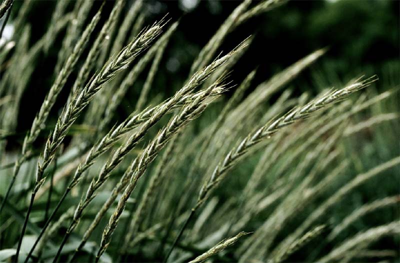 Омские селекционеры окультури пырей до уровня пшеницы