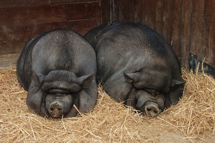 Опорос вьетнамской свиньи
