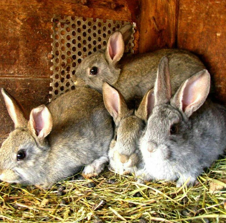 Определение пола у крольчат