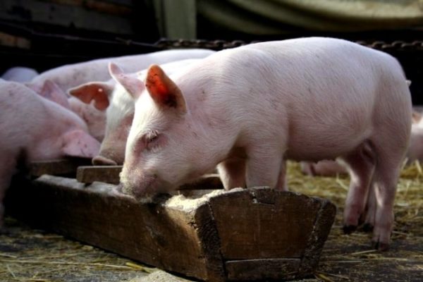Чем кормить свиней для быстрого роста в домашних условиях на мясо