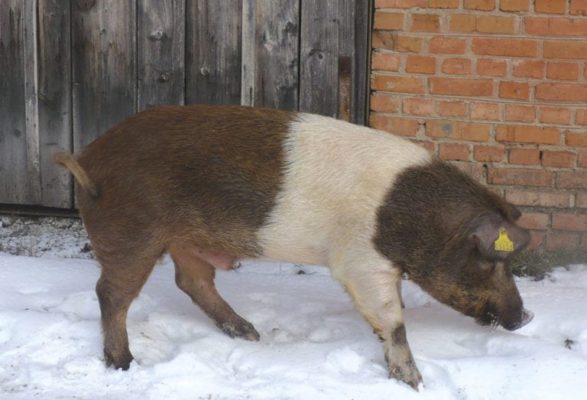 Племенные свиньи краснобелопоясой породы