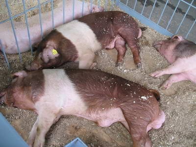 Племенные свиньи краснобелопоясой породы