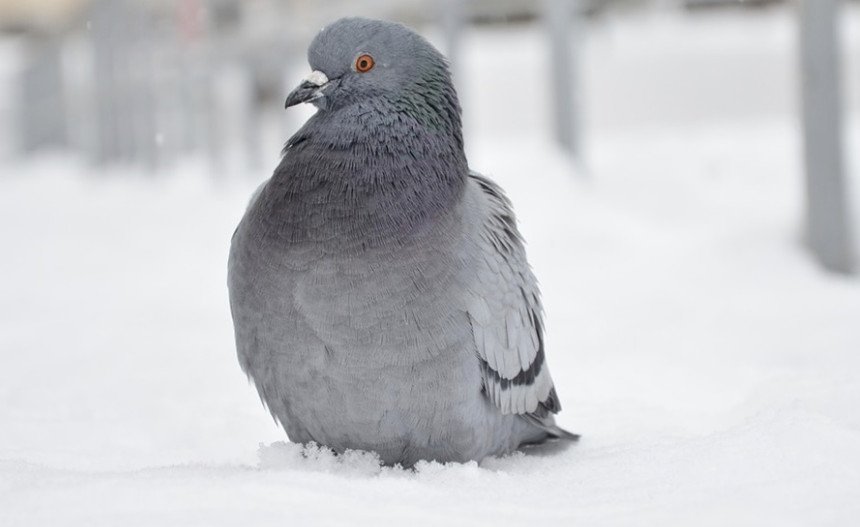 Подготовка голубей к зиме
