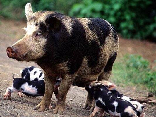 Породистые свиньи