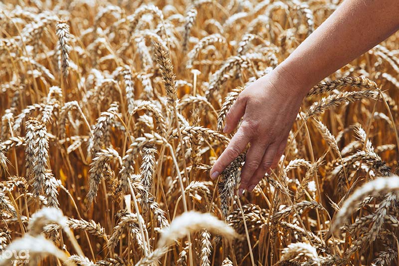 Потери урожая сельхозпредприятий Краснодара могут составить до 30%
